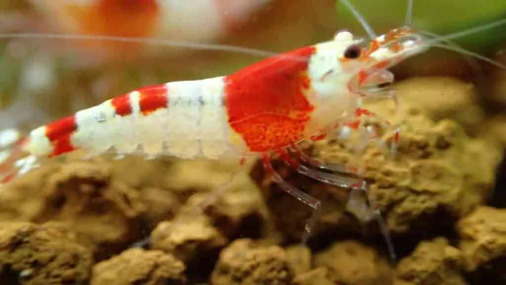 Crystal red shrimp 