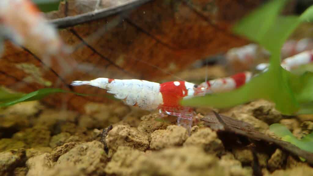 Another berried female crystal red