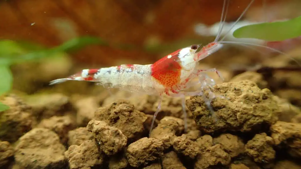 A male crystal red shrimp 