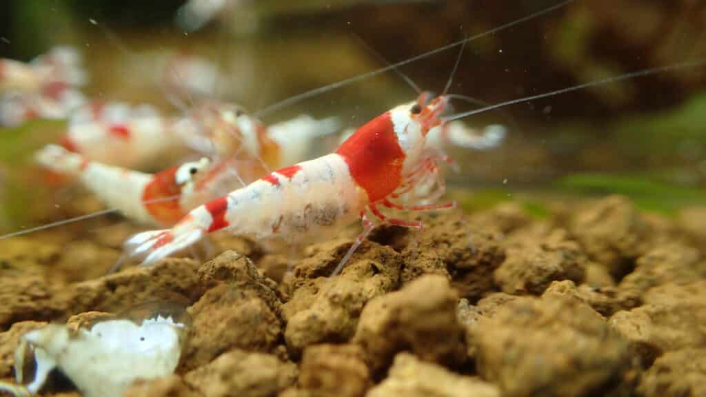 How often do crystal red shrimp breed?