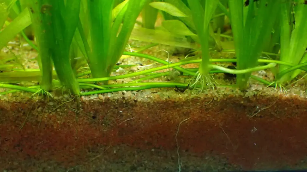 I have my Val growing in sand but it does really well in active soil.