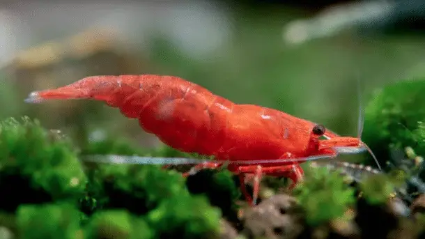 Fire red shrimp