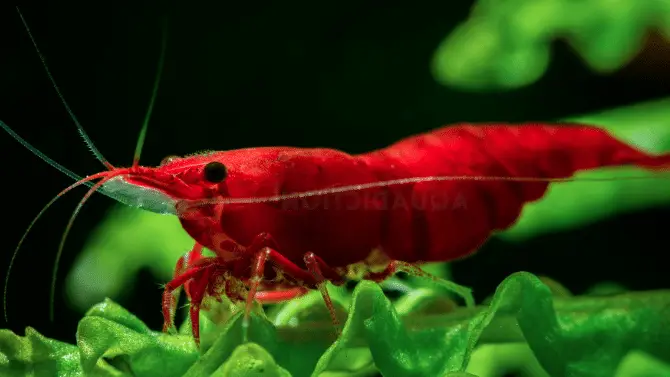 painted fire red shrimp