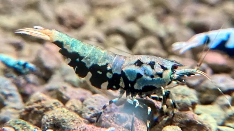 Mature female boa shrimp 