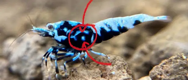 Distinctive “rocker” and spot pattern in a juvenile from boa parents. 
