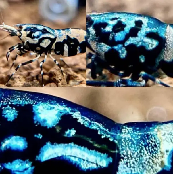 Boa patterns showing metallic blue and silver (all three pictures are different shrimp)