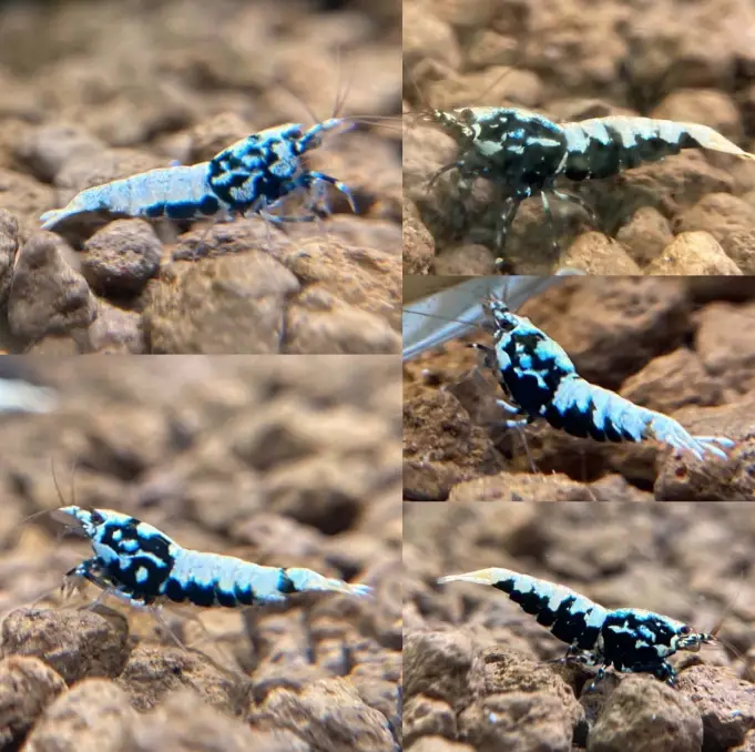 Juvenile galaxy pinto shrimp that I am watching and hoping might turn into boas as they mature.  It can 
take up to six months for this transformation to become apparent! 