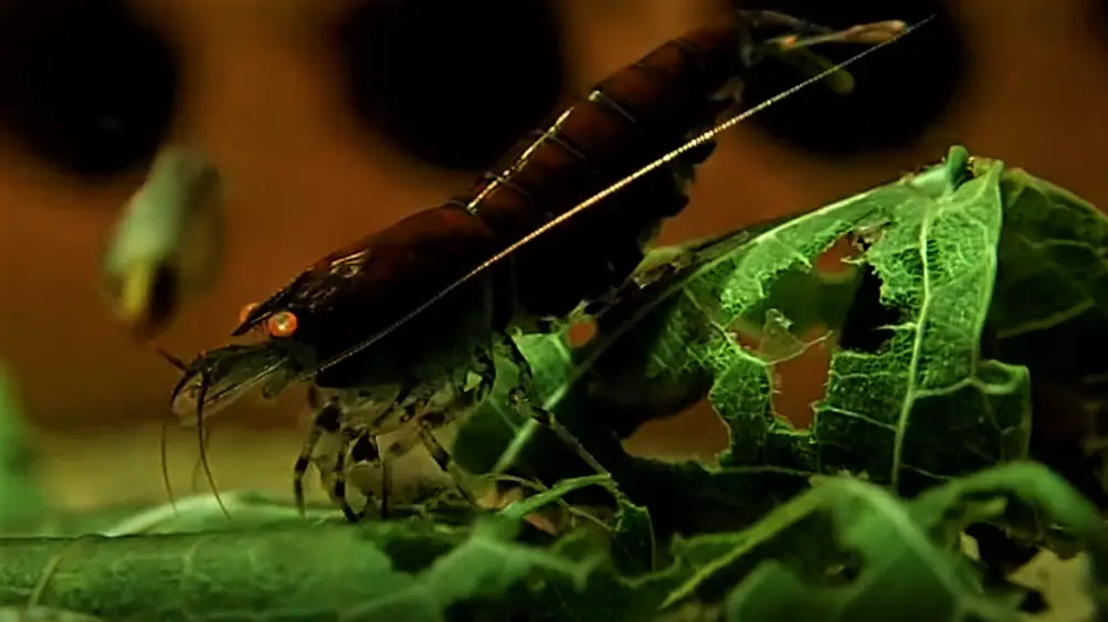 A Shrimp eating Mulberry leave