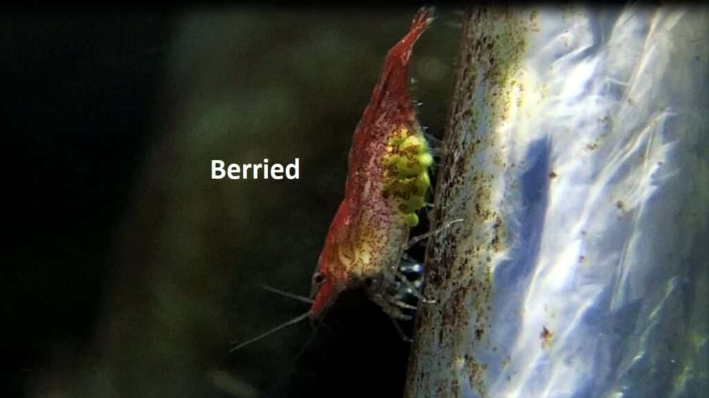 A berried female shrimp 