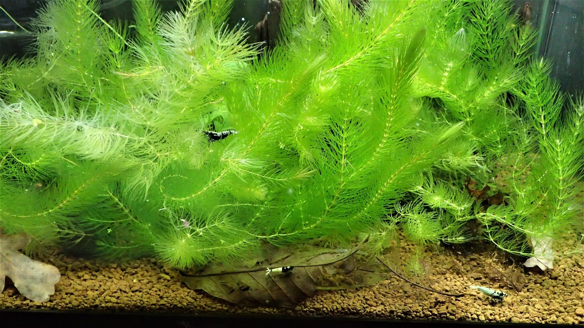 how-to-lower-ph-in-an-aquarium-the-best-ways