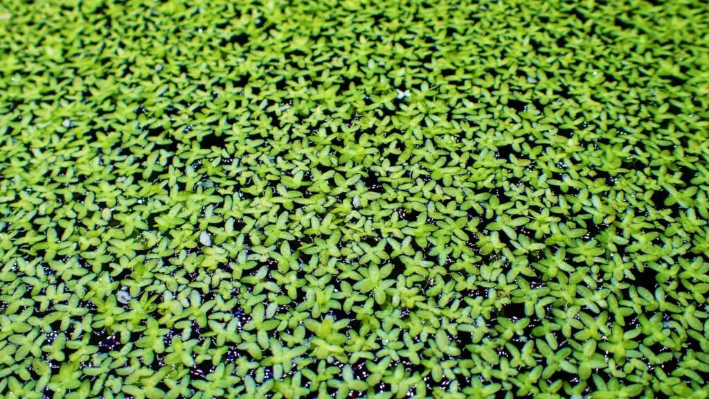 Duckweed the good and the bad 