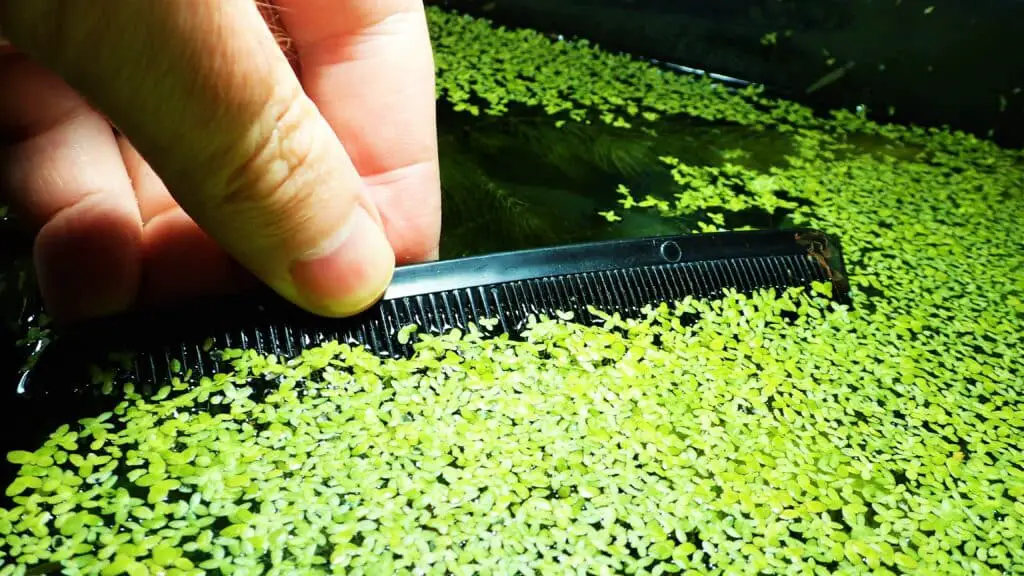 I dont have much hair left so this comb comes in useful for removing duckweed