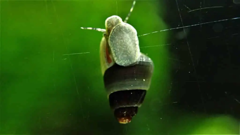 A baby Rabbit snail around 1cm in size.