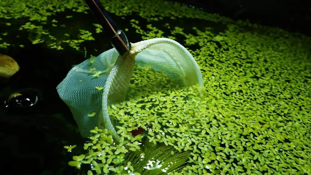 Netting out duckweed is also another great option 