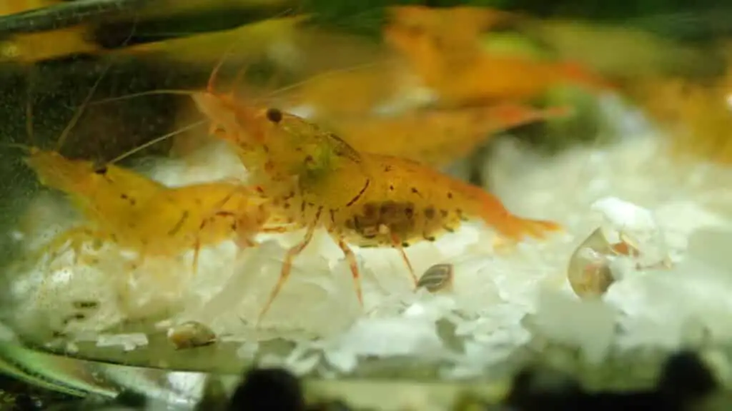 Berried Tangerine Tiger Shrimp Eating Snowflake