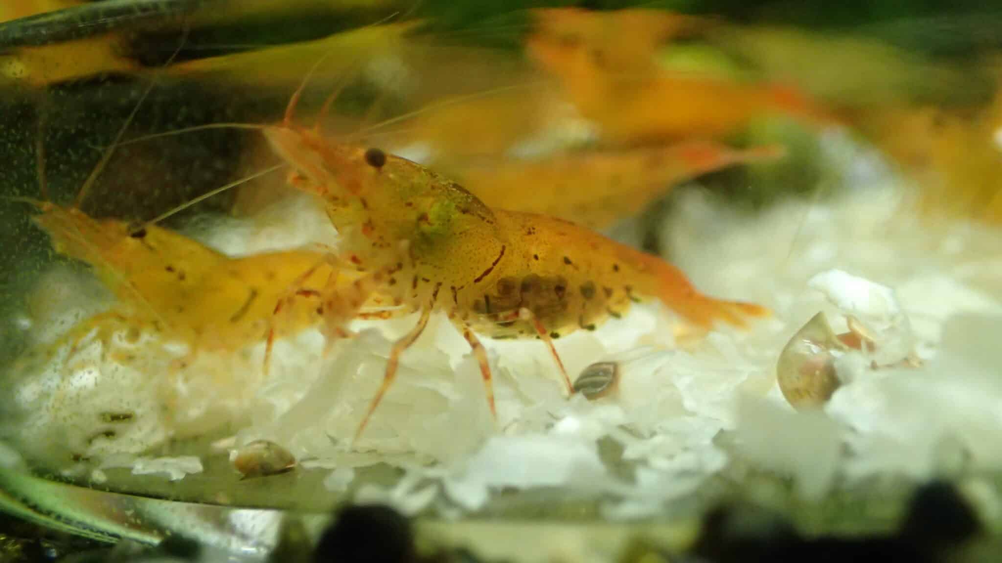 Snowflake Shrimp Food – Aquarium Shrimp Keeping