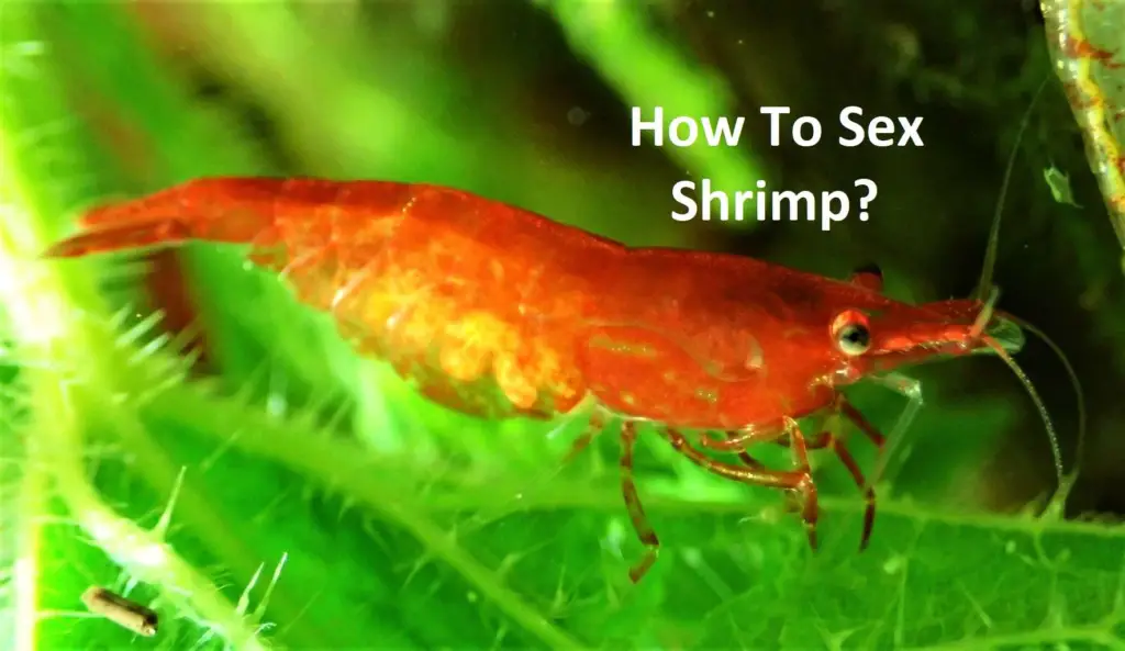 How To Sex Shrimp Aquarium Shrimp Keeping 