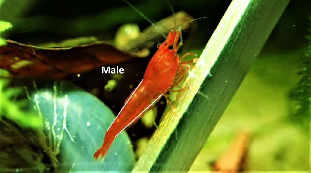 Male shrimp 