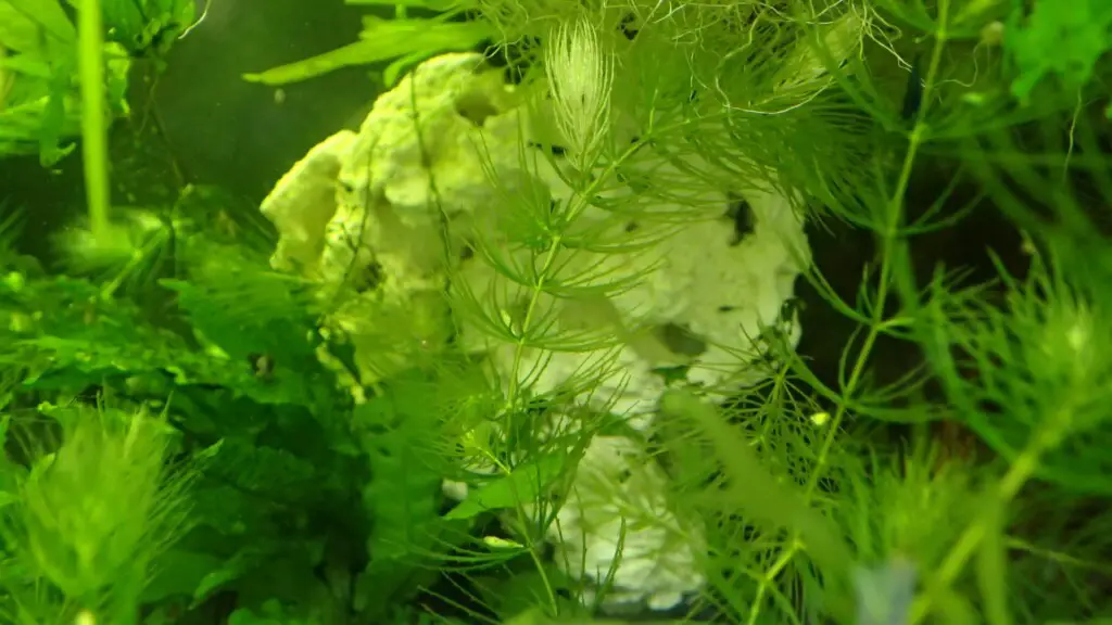 Coral in a neocaridina tank.