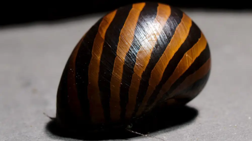 One of my biggest Nerite snails.