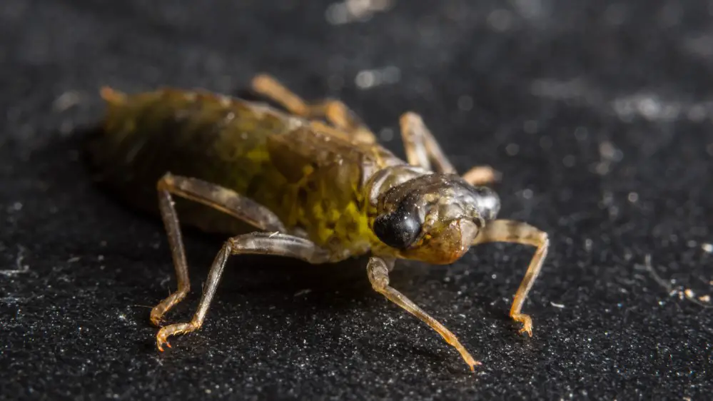 Dragonfly Larvae