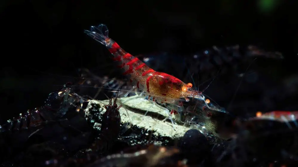 Orange Eyed Red Tiger Shrimp 