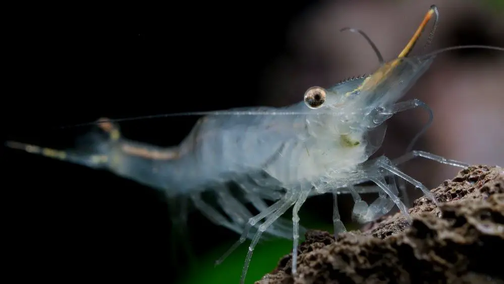  Pinocchio Shrimp