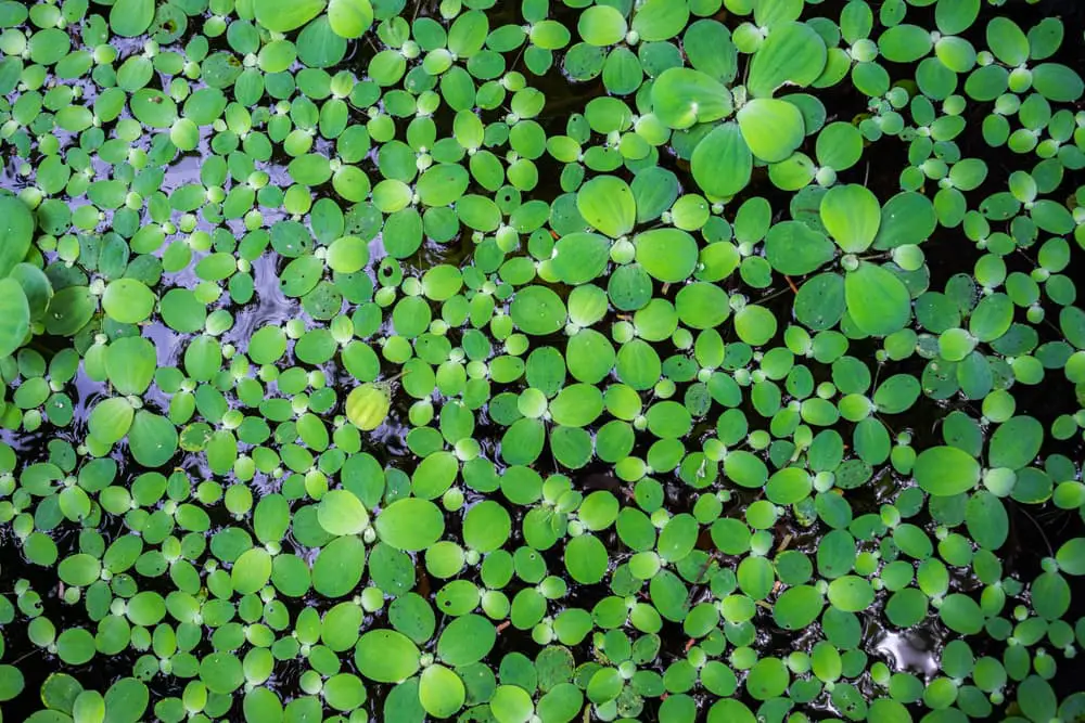 Pistia (Water cabbage)