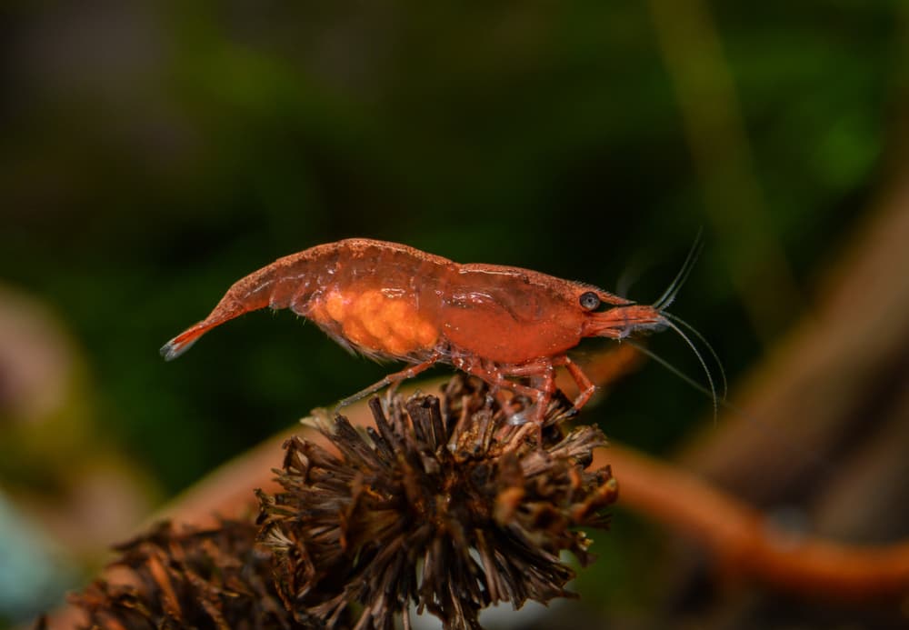 A large berried female cherry shrimp