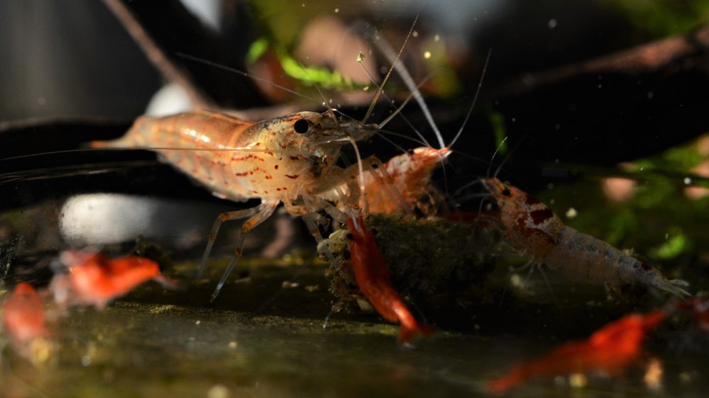 Amano Shrimp Feeding With Red Cherry Shrimp And Crystals 