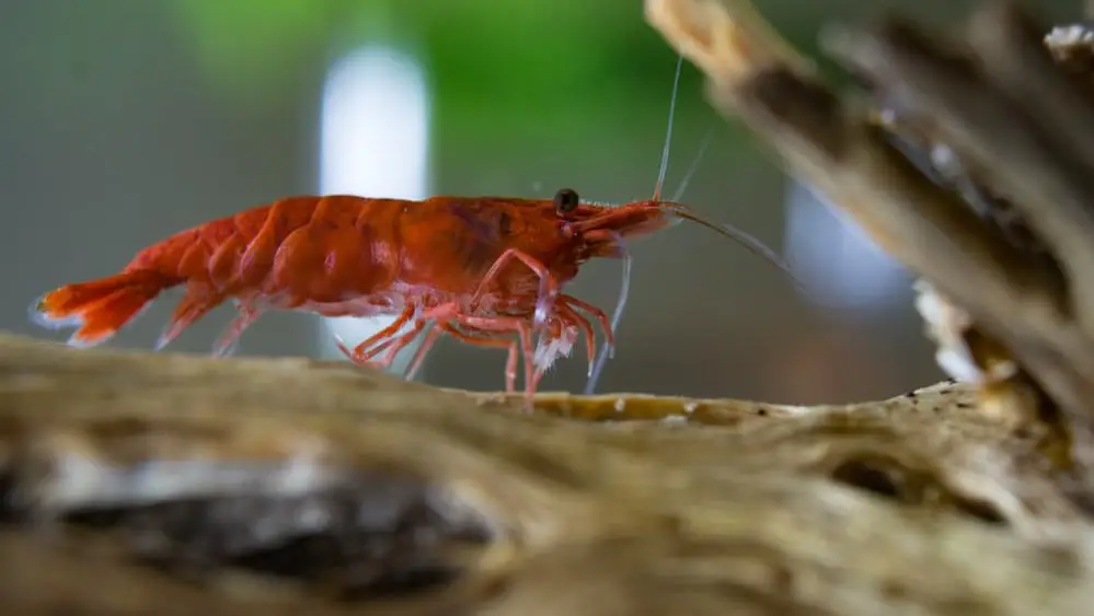 A shrimp grazing on cholla wood.