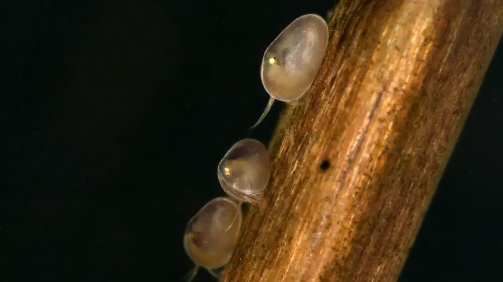 Ostracods