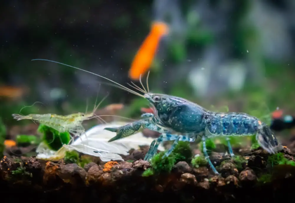 Do Crayfish eat shrimp?