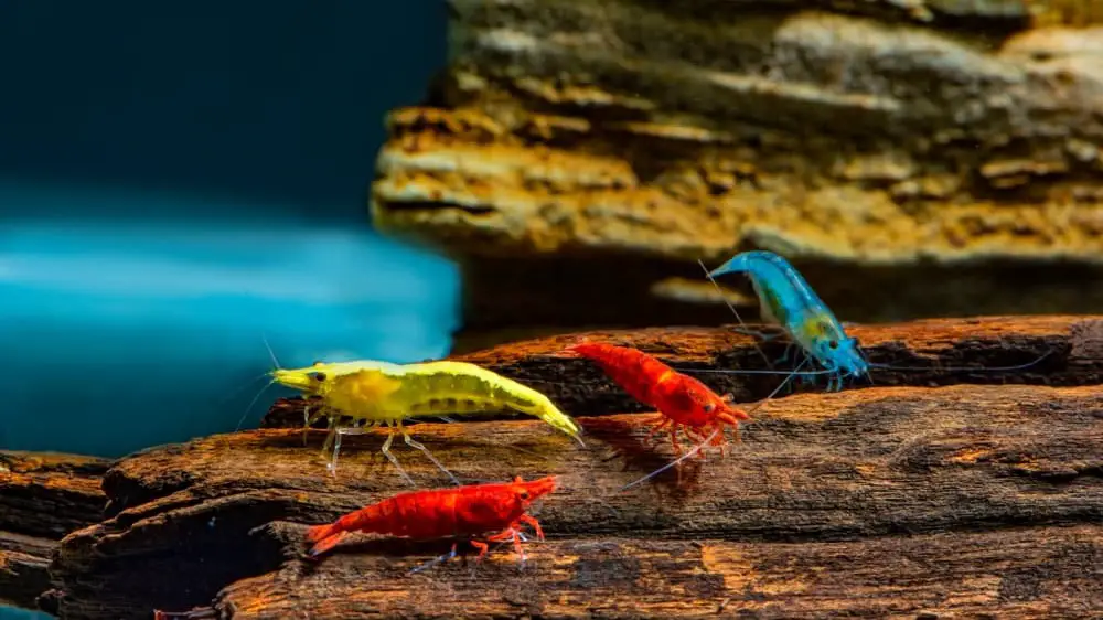 Colorful Neocaridina shrimp