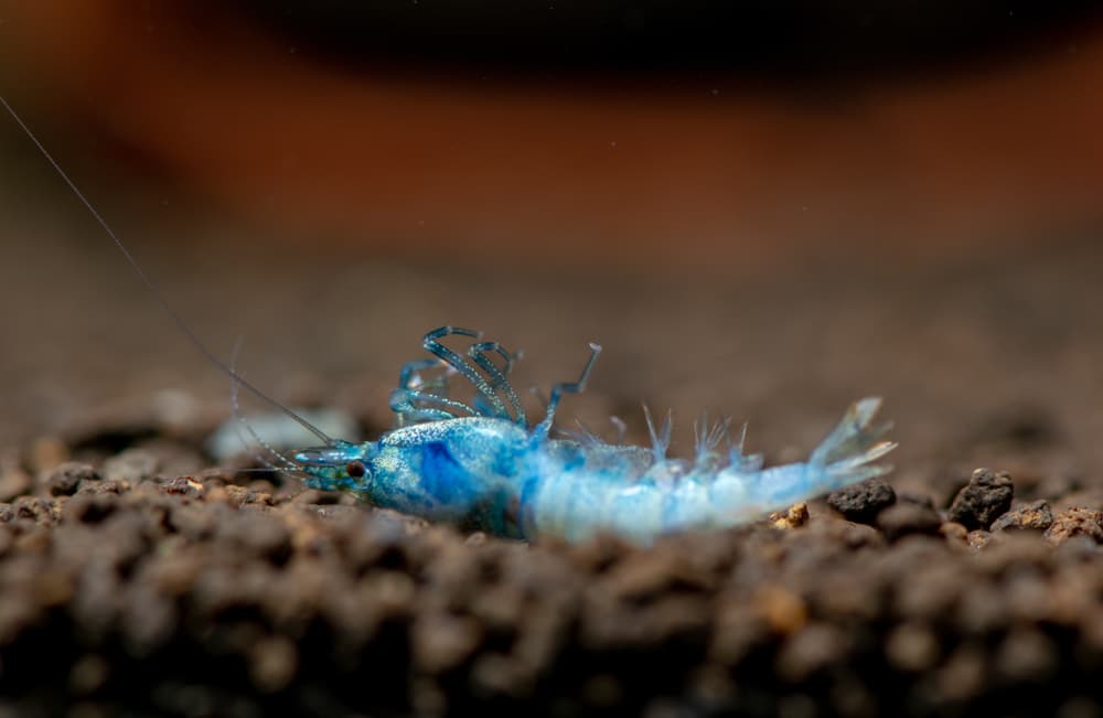 A dead bluebolt shrimp