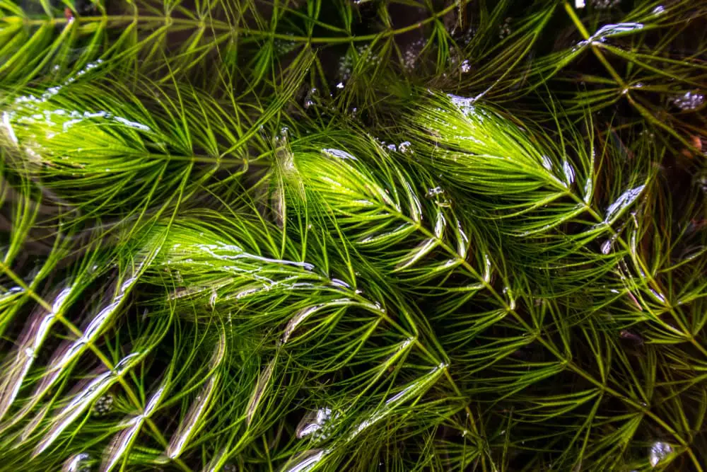 Make sure you have plenty of plant cover if you want baby shrimp to survive.This is Hornwort.