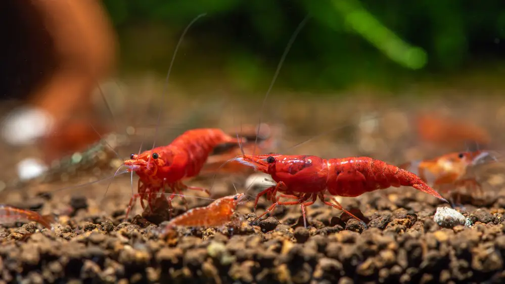 Guppies will eat baby shrimp if you dont feed them enough. 