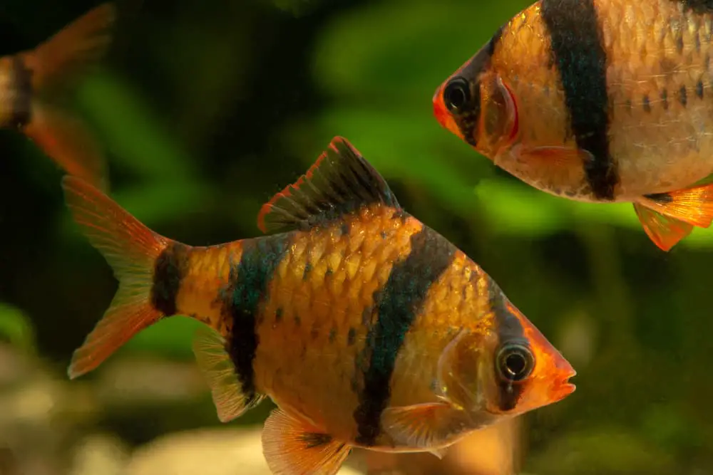 Tiger Barbs are best kept with fish of a similar size and temperament.