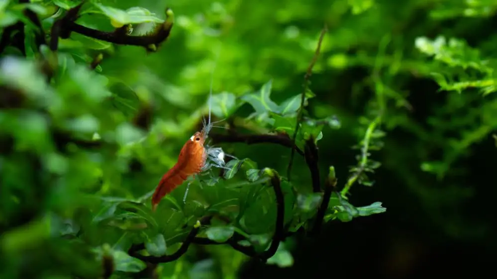 Santa Grade Super Crystal Red Shrimplet