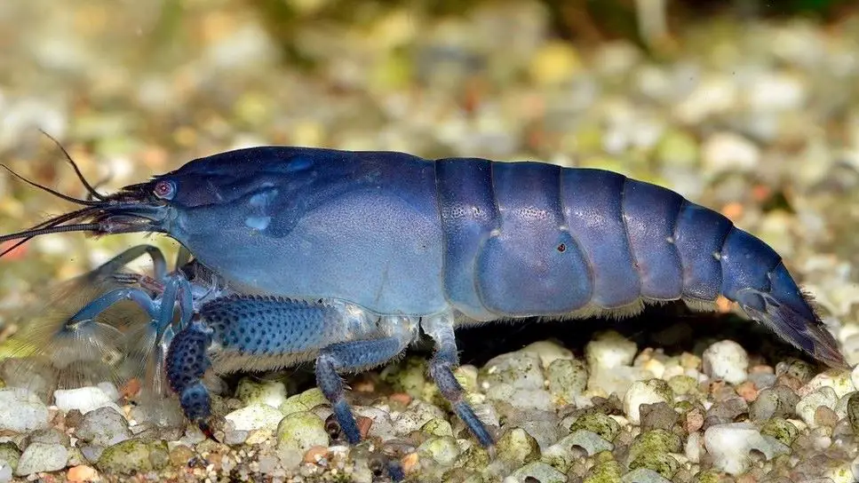 Atya Gabonensis also know as Vampire Shrimp