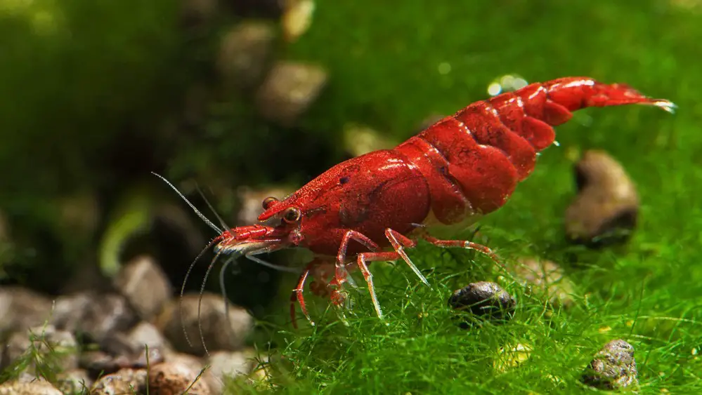 Cherry Shrimp