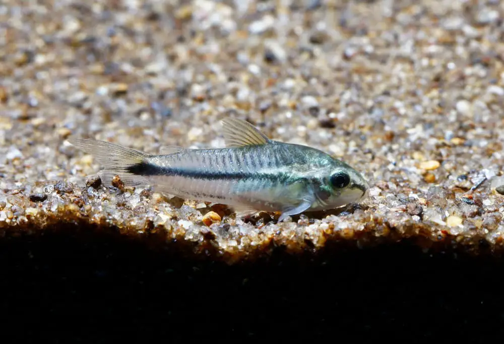 Pygmy Cory