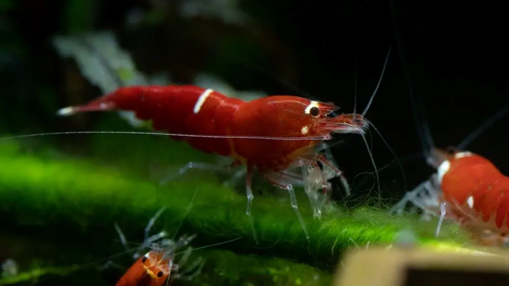 Super Crystal Red Shrimp