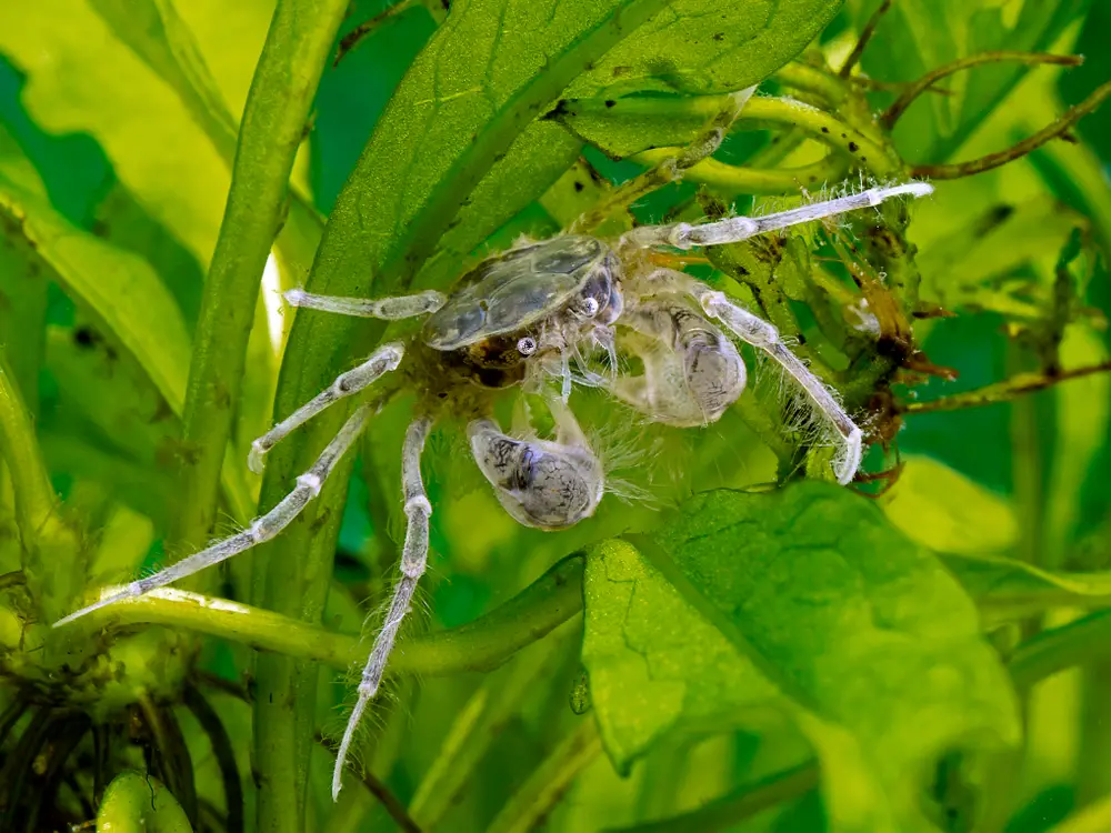 Thai Micro Crab