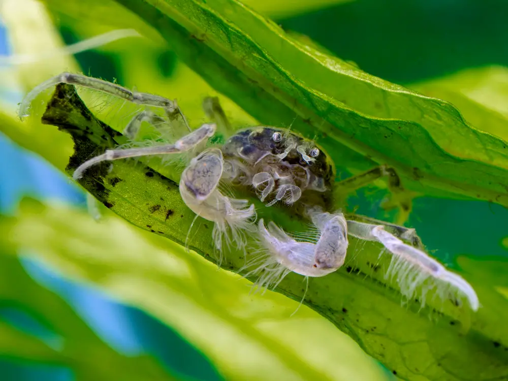 Thai Micro Crab