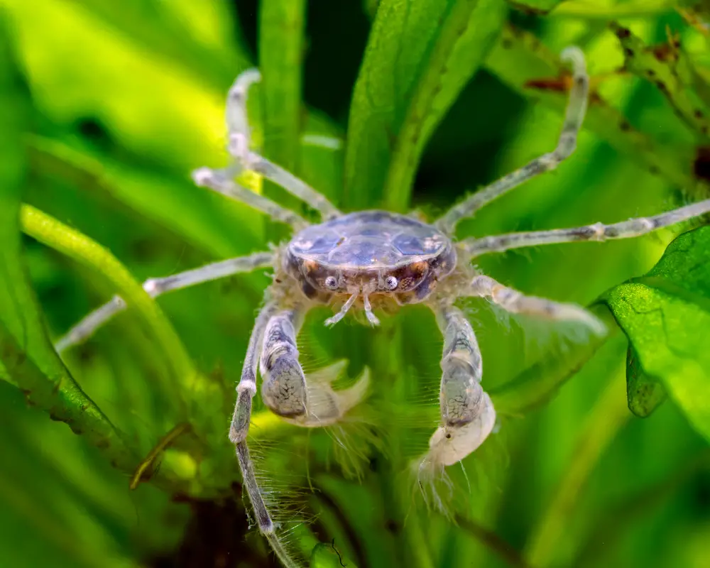 Thai Micro Crab