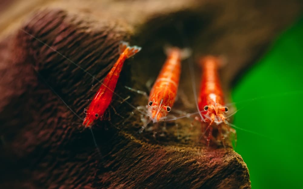 A trio of cherry shrimp