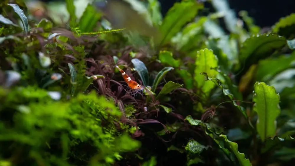 Tiny Wine red foraging