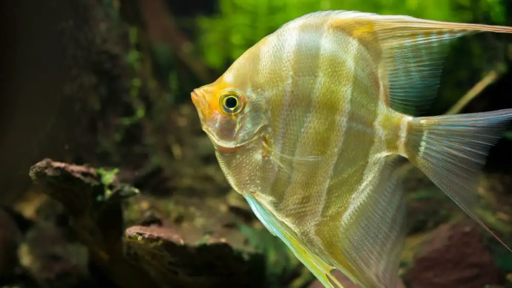 Large adult Angel Fish can be very aggressive 