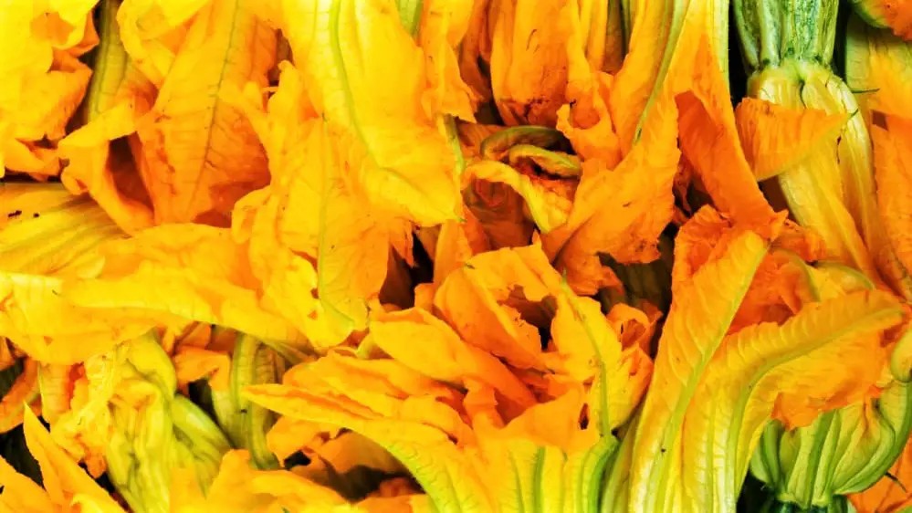 Shrimp love to eat the Zucchini flowers too.